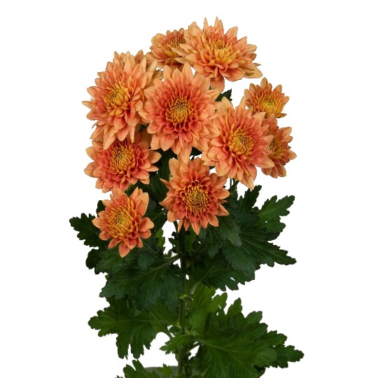 Champagne Orange