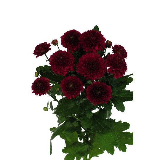 Lollipop Red