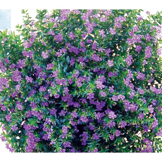 Cuphea Lavender