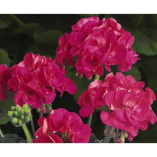 Patriot Cherry Rose