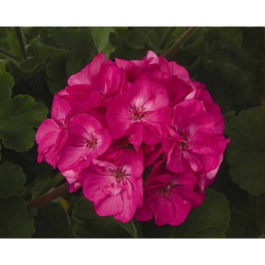 Patriot Rose Pink