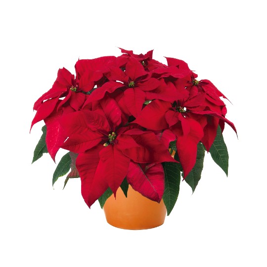 Advent Red