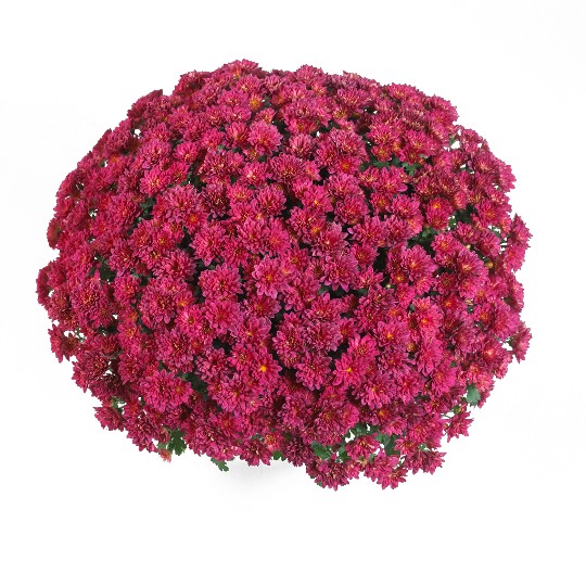 Concert Purple Impr.