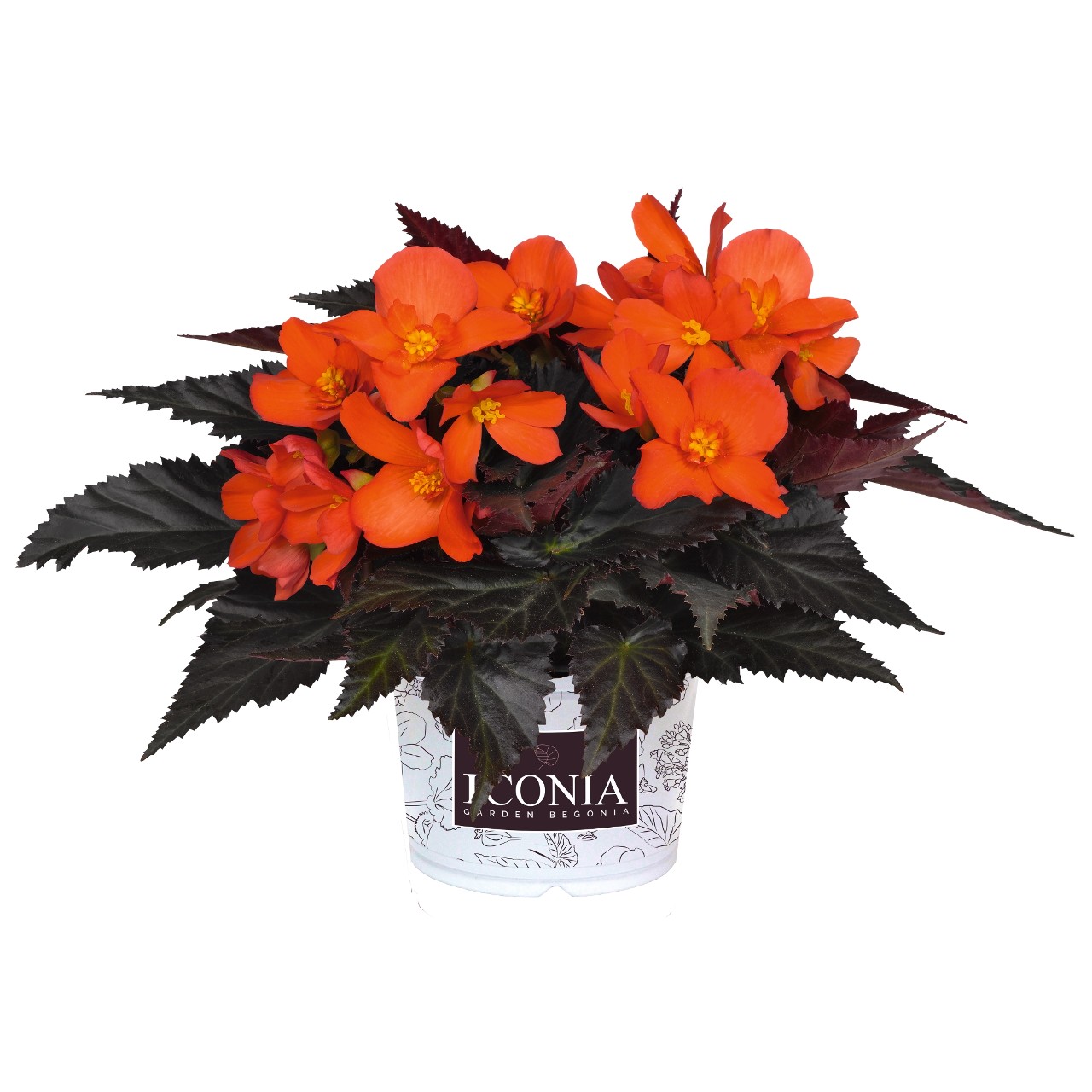 I'CONIA® Upright Fire - Products - Dümmen Orange