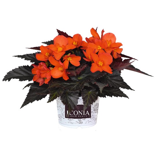 I'CONIA® Upright Fire