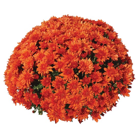 Goal Orange