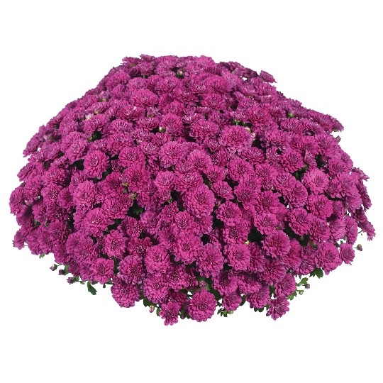 Cherry Purple (MR Cherry Purple)