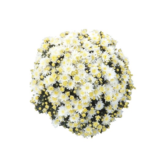 Bliss White (SB White)