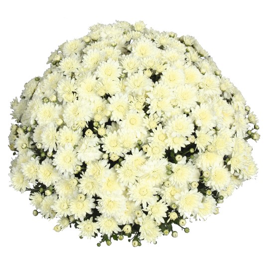 Jump White (MR White)