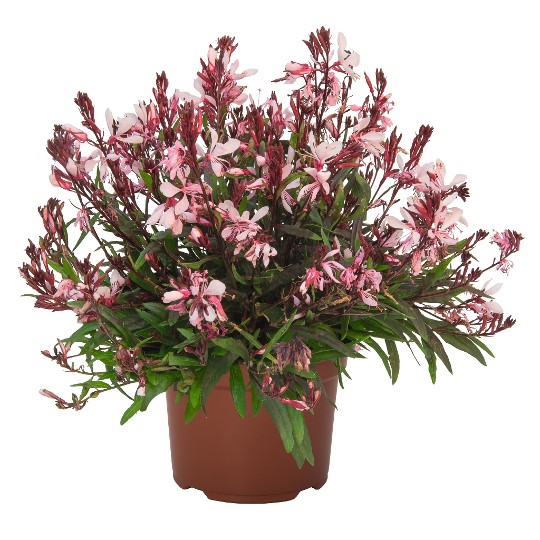 Graceful Light Pink