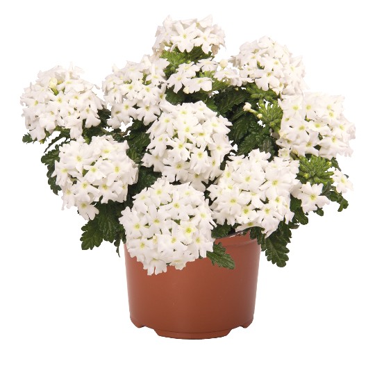 Lindolena White
