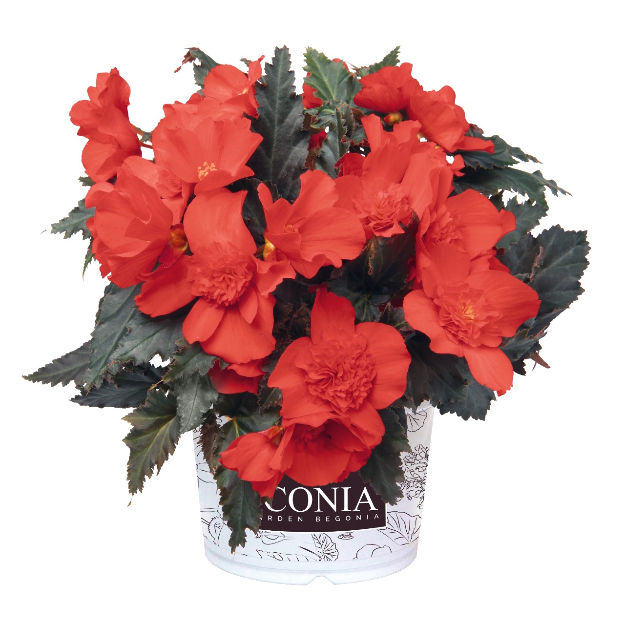 I'CONIA® Red - Products - Dümmen Orange