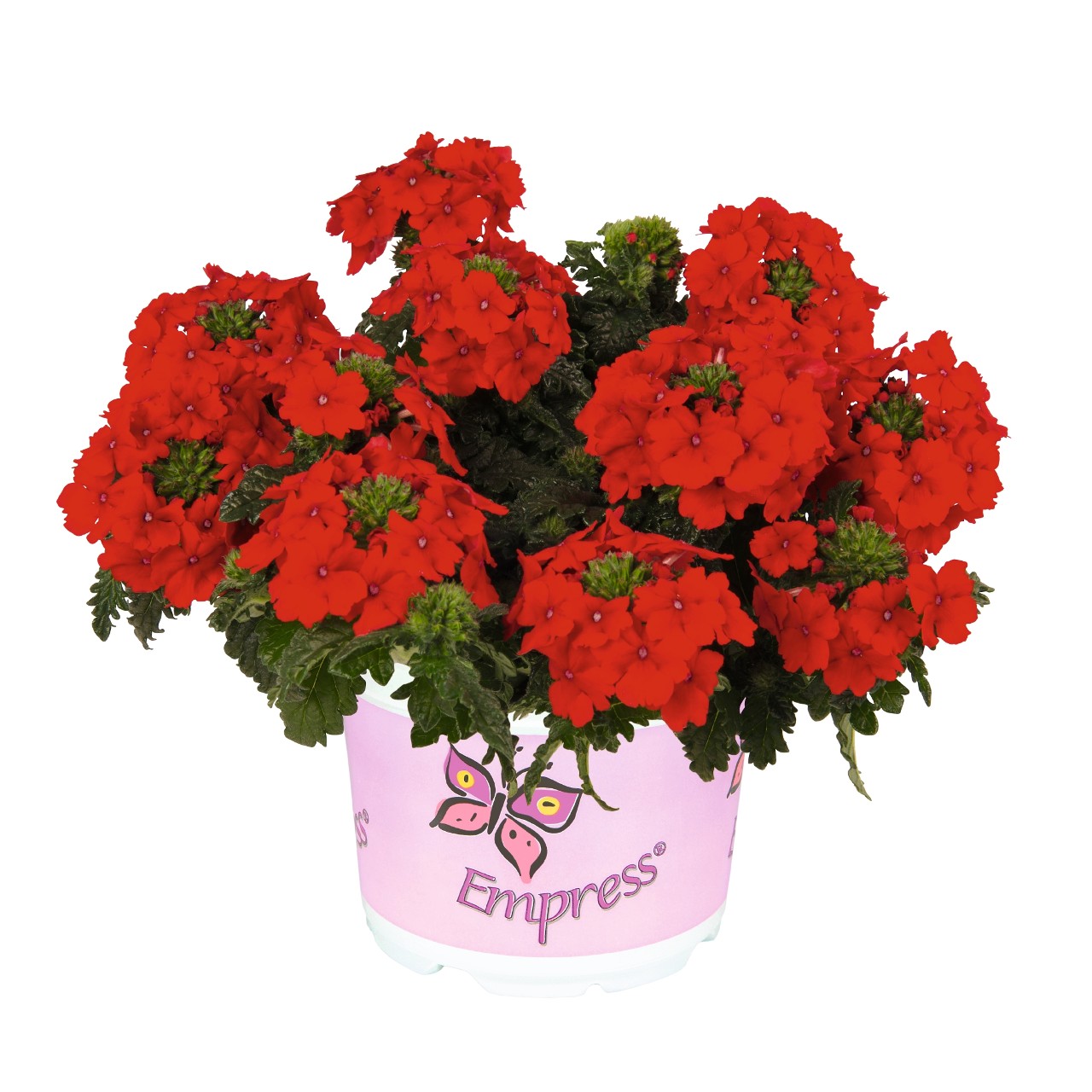 Empress® Flair Red - Products - Dümmen Orange