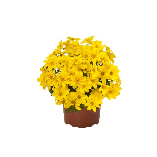 Bidy® Gonzales Confetti Garden