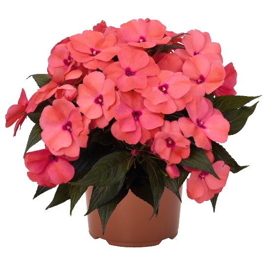 Magnum Salmon