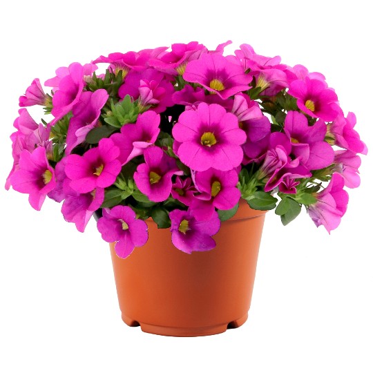 Aloha Nani Pink