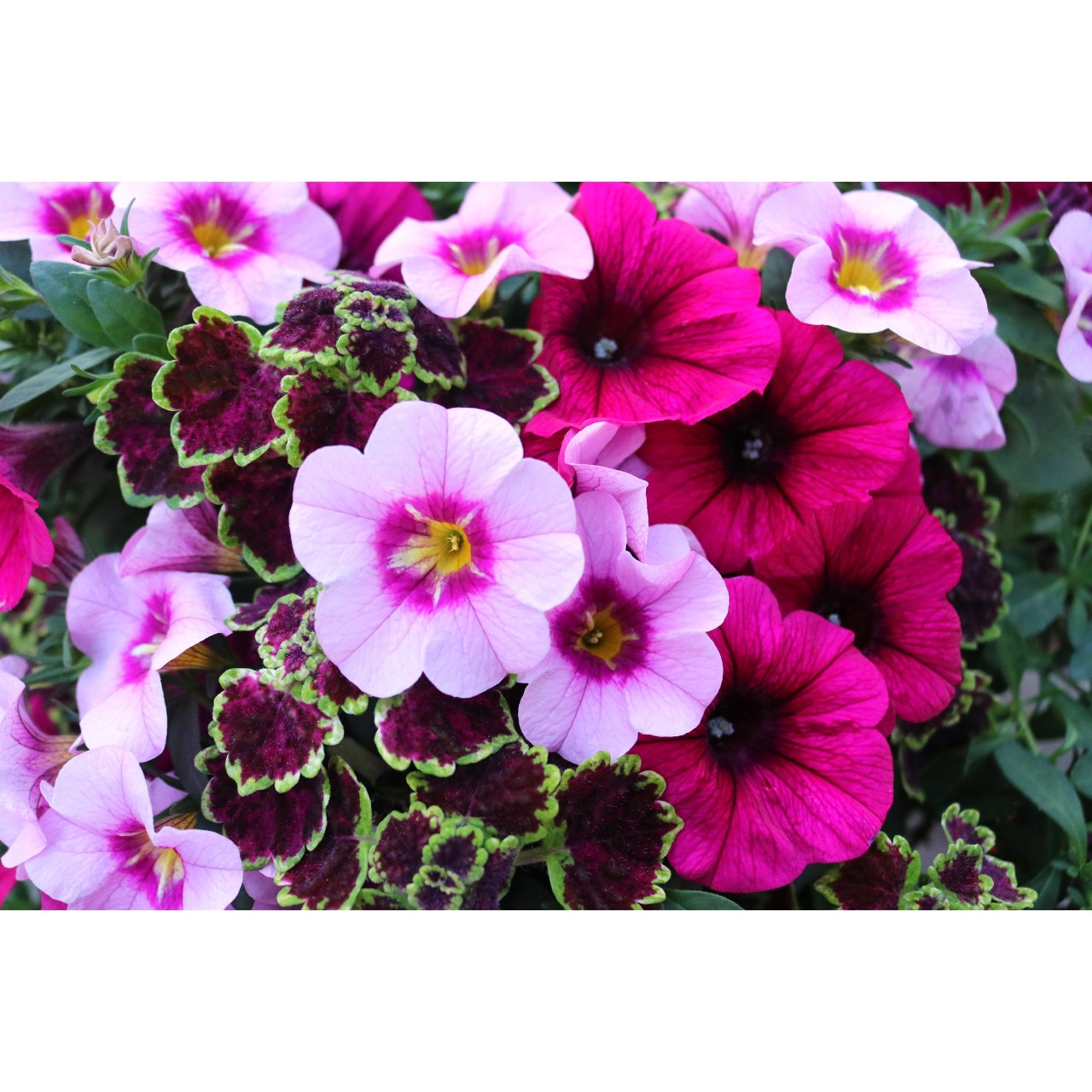 Confetti Garden® Serenghetti Safari Products Dümmen Orange