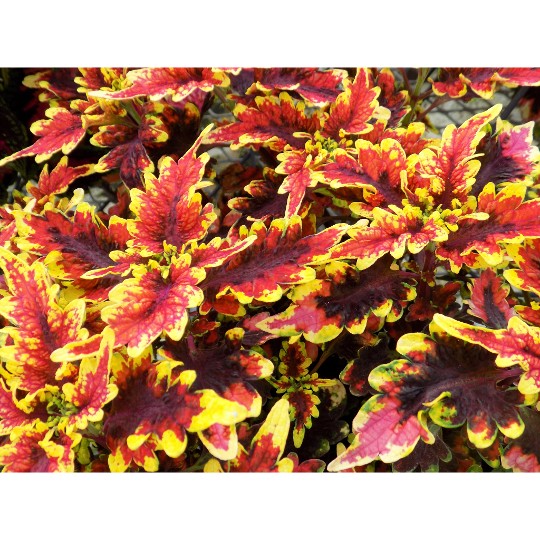 Stained Glassworks® Golden Gate