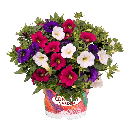 Confetti Garden® Hawaiian Nani Country
