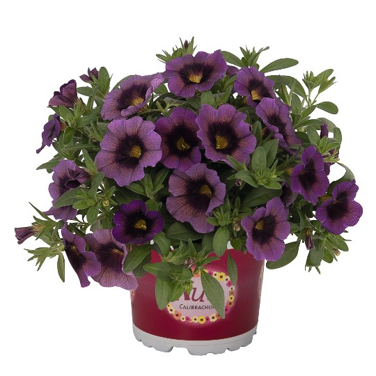 Aloha Kona Hula Amethyst