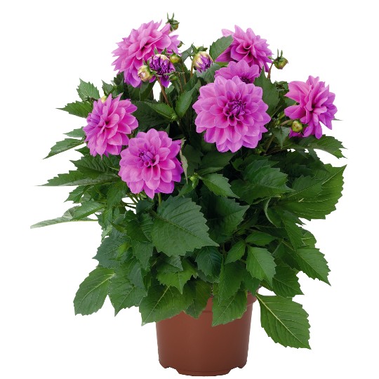 Hypnotica® Lavender
