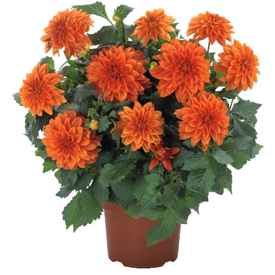 Hypnotica® Orange
