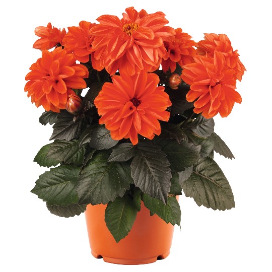 Temptation Orange