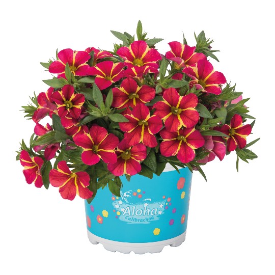 Aloha Nani Red Cartwheel