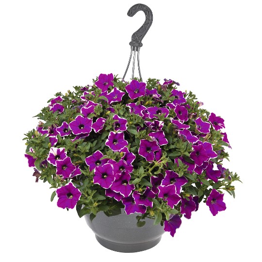 Surprise® Magenta Halo