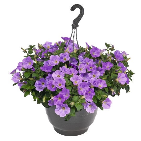 Sweetunia® Blue Sky