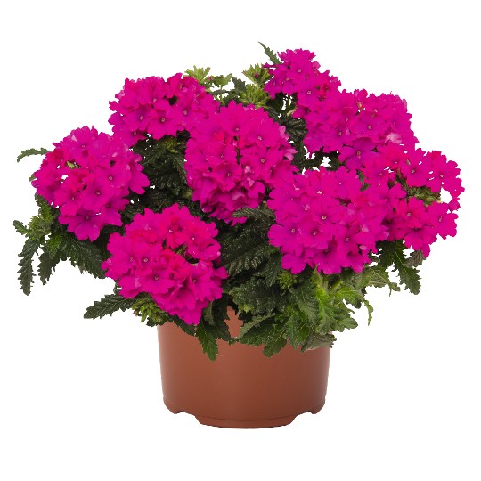 Empress® Sun Kiss Magenta
