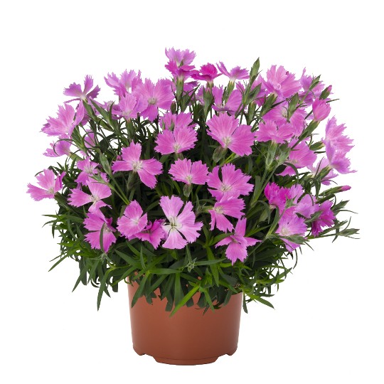Rock Violet