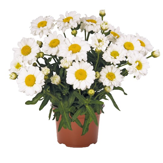 Sweet Daisy® Jane