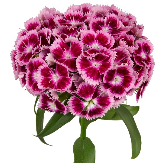 Barberatus Fancy Burgundy