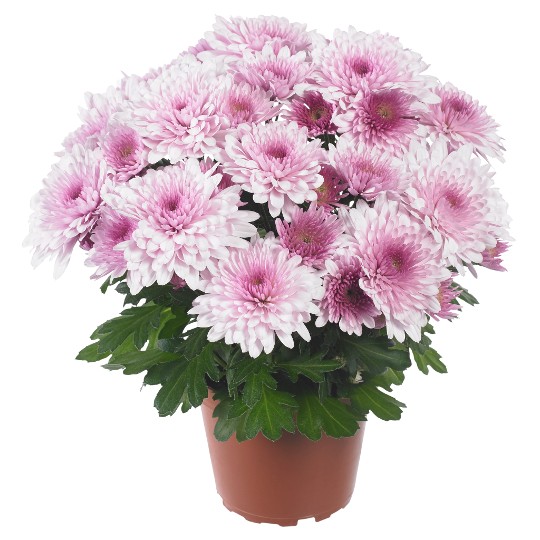 Chrystal Blush