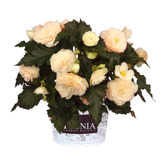 I'CONIA® Portofino Champagne