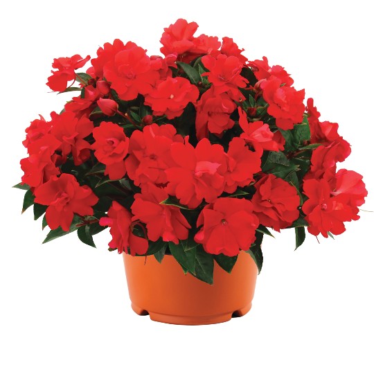 Wild Romance Red