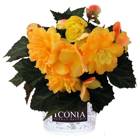 I'CONIA® Portofino Citrix