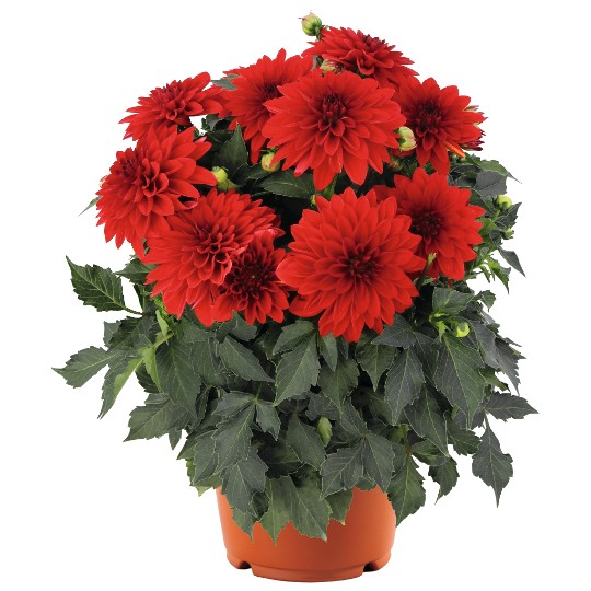 Hypnotica® Red