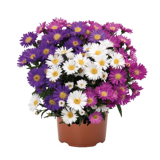 Confetti Garden® Aster Magic