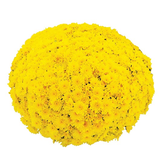 Beach Yellow (DB Yellow)