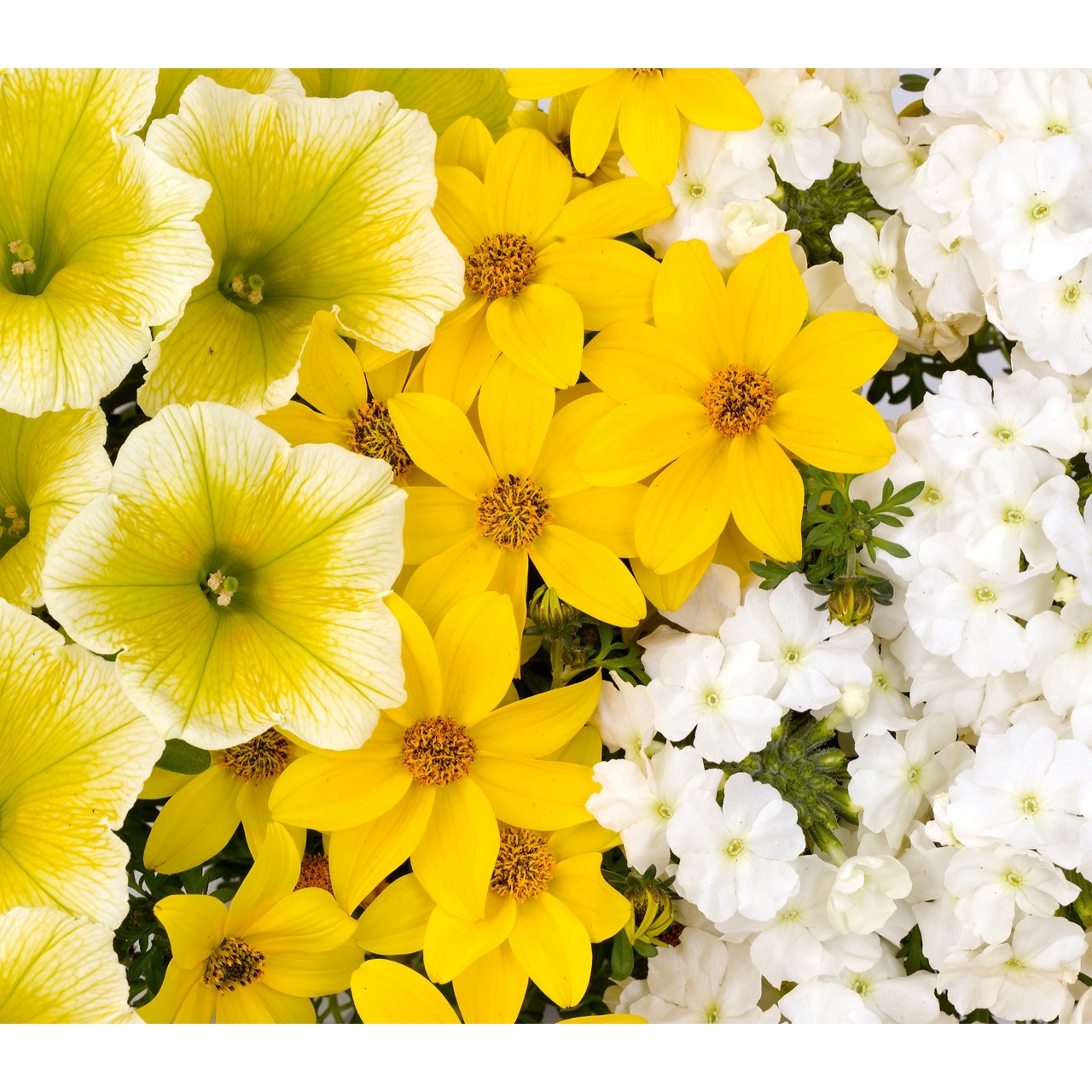 Confetti Garden® Pineapple Punch Products Dümmen Orange