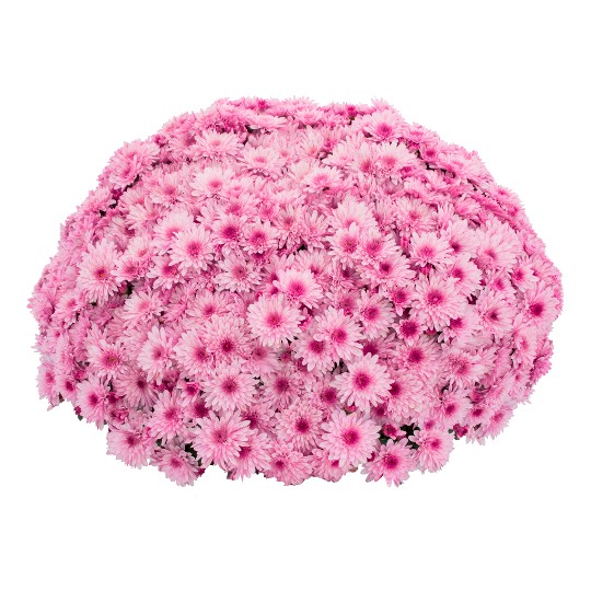 Lively Pink Bicolor (SB Pink Bic 2018)