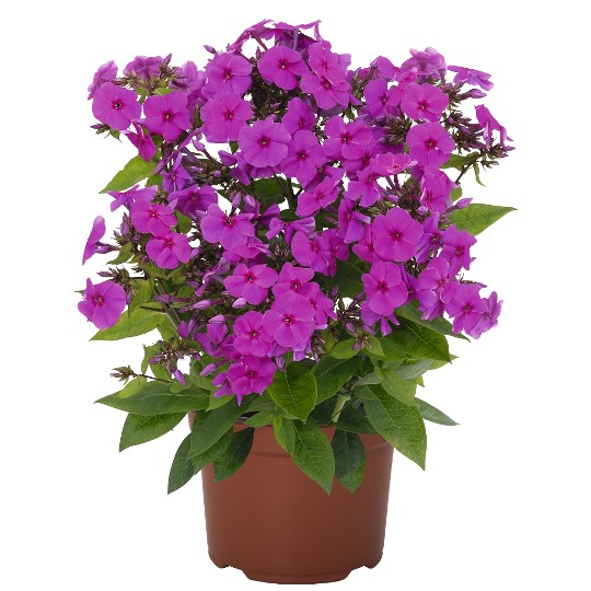Flame® Pro Lilac