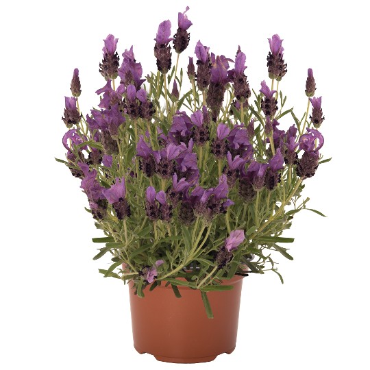 La Diva Papillon Purple
