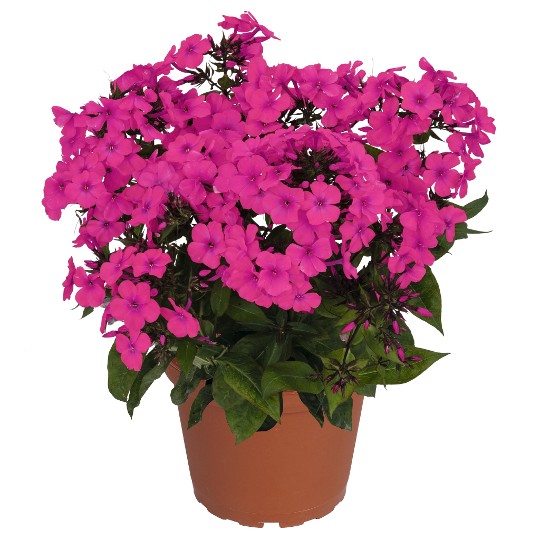Flame® Pro Cerise