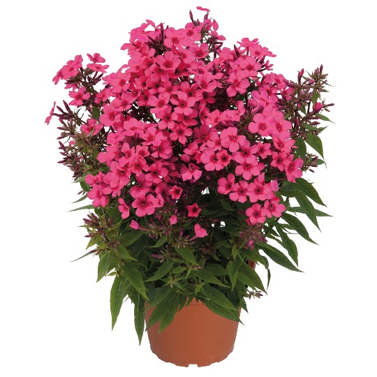 Flame® Coral