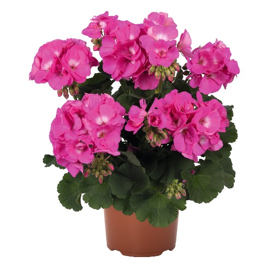 Survivor® Pink Charme