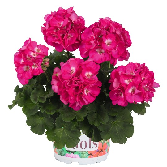 Green Idols Rose with Eye