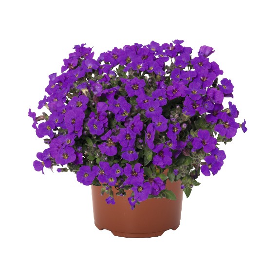 Rock On Purple